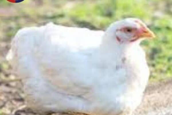 اسعار الفراخ والبيض