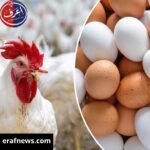 اسعار الفراخ البيضاء