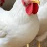 اسعار الفراخ البيضاء