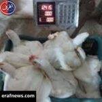 اسعار الفراخ البيضاء