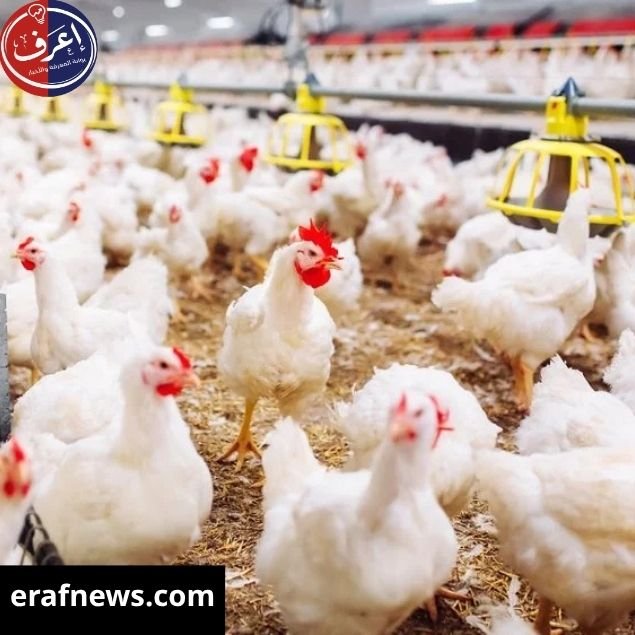أسعار الفراخ البيضاء اليوم