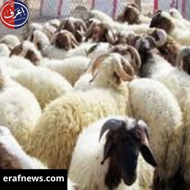 اسعار الاضاحي
