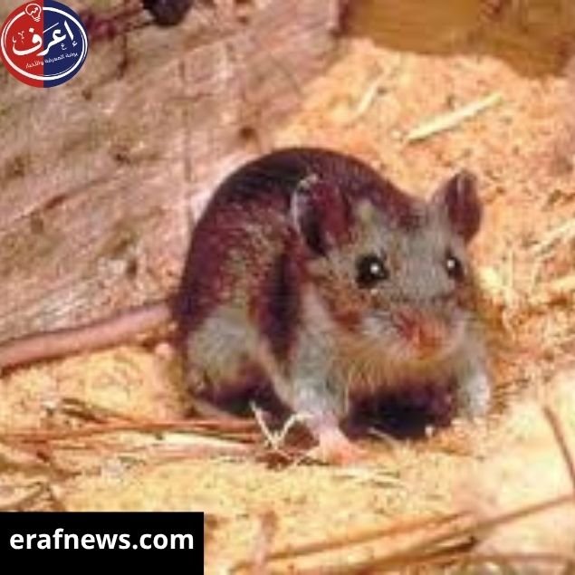 اسباب فيروس هانتا