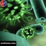 تفشي فيروس هانتا بسفينة سياحية يؤدي لوفاة 3 أشخاص.. والصحة العالمية تحقق في الواقعة فيروس هانتا